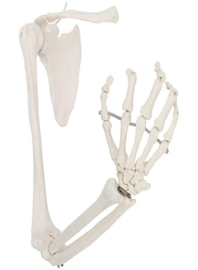 Axis Scientific Human Right Arm Skeleton Model, Accurate Skeleton Model, Arm Model Posable Skeleton Hand, Includes Arm Bone Plus Clavicle, Scapula and Articulated Hand Bone Model, Product Manual - Image 1